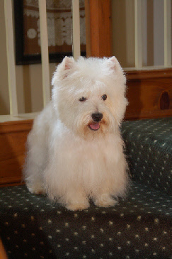 Westie