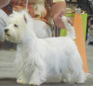 Westie