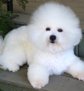 trained bichon frise for sale