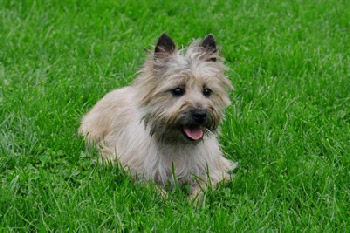 are cairn terriers barkers