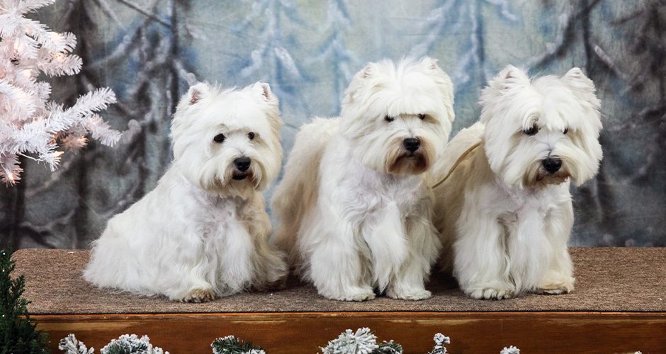 Foxcreek Westies